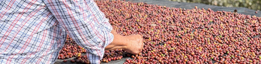 Announcing the Farmer's Impact Fund