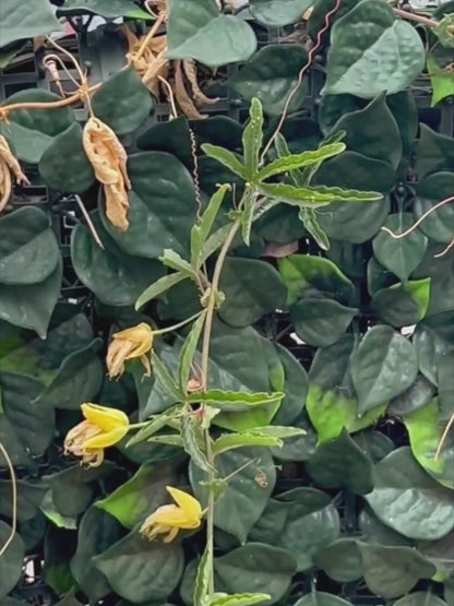 Sumatra Mutu Batak